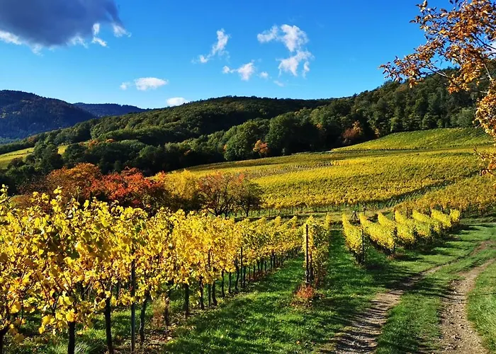 Cosy Avec Jardin Privatif Classe 4 Etoiles Appartement